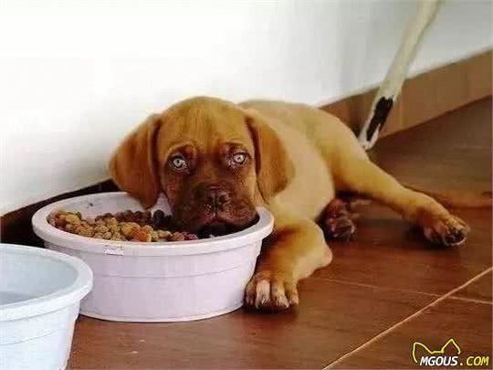 狗狗出现这些状况就是换食物的信号，很多人不知道