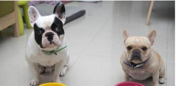 狗狗不吃狗粮怎么办（宠物主人必知的方法与技巧）