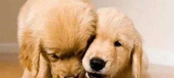 狗狗不吃狗粮怎么办（宠物主人必知的方法与技巧）