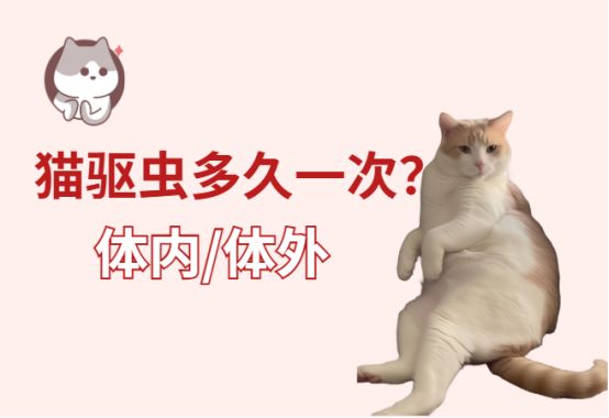 猫驱虫多久一次