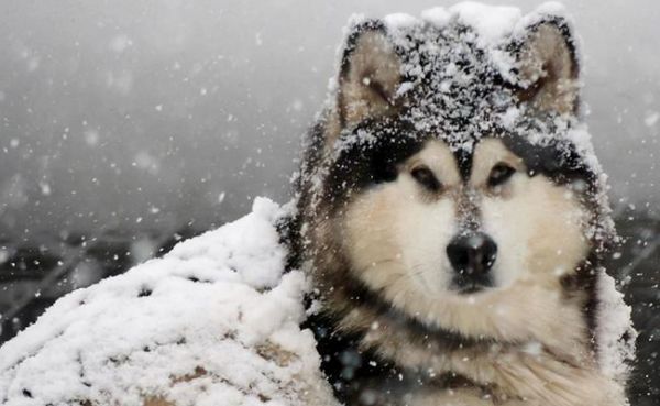 如何科学喂养阿拉斯加犬？（掌握阿拉斯加犬的饮食、运动和保健规律，让你的宠物更健康！）