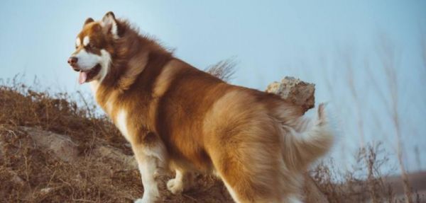 如何科学喂养阿拉斯加犬？（掌握阿拉斯加犬的饮食、运动和保健规律，让你的宠物更健康！）