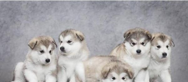 如何科学喂养阿拉斯加犬？（掌握阿拉斯加犬的饮食、运动和保健规律，让你的宠物更健康！）