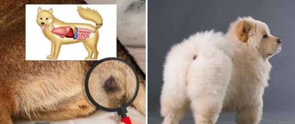 探究狗狗肛门腥臭的原因及处理方法（从饮食习惯到卫生保健，轻松解决狗狗肛门异味问题）