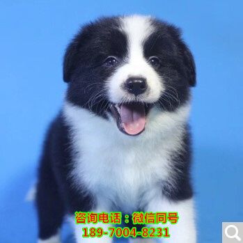 济南附近哪里有店狗场、狗