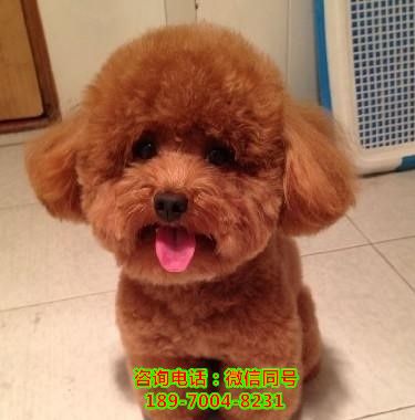 济南附近哪里有店狗场、狗