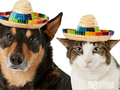 义乌市美中宠物用品厂·全新狗用品宠物用品，宠物玩具，宠物日用品价格