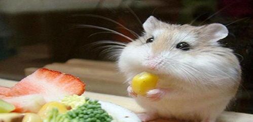 仓鼠洗澡会得肺炎吗？