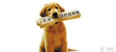 宠物狗的保险怎么买的啊