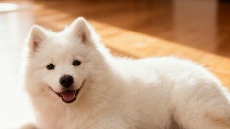 狗粮怎么选？ 专宠专用 开启宠物营养新时代