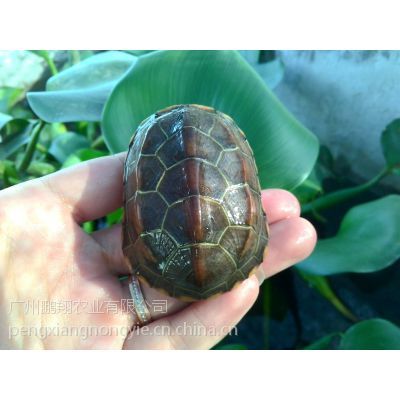 广东养殖场供应金线草龟8~10公分外塘中华草龟养殖成活率高