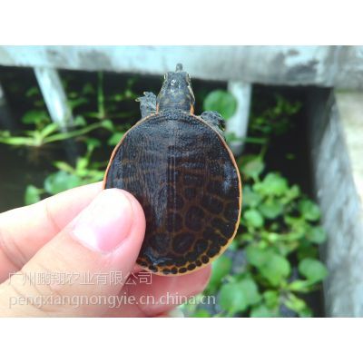养殖场直供美国珍珠鳖 进口甲鱼苗4~5公分观赏肉食两用