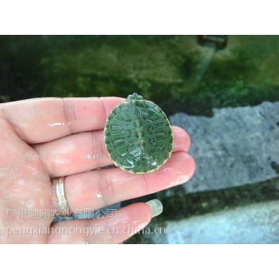 广东鹏翔养殖场供应背甲3公分巴西龟苗养定成活率高100只包邮