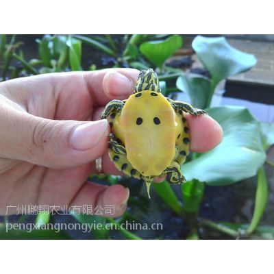 广东养殖场供应3~5公分黄耳巴西龟苗 黄耳火焰龟外塘养殖成活率高
