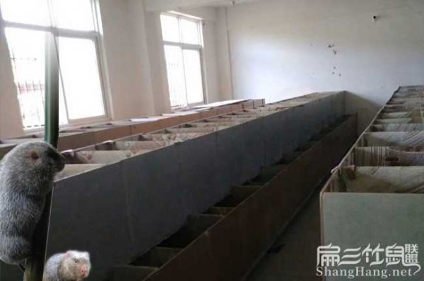 湖南竹鼠养殖