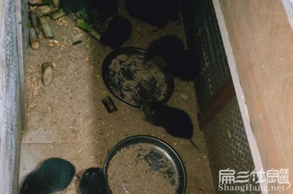 长沙竹鼠养殖池