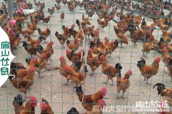 湖南散养土鸡养殖