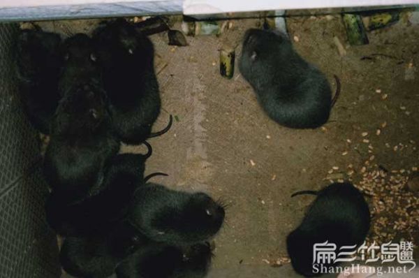湖南竹鼠养殖基地