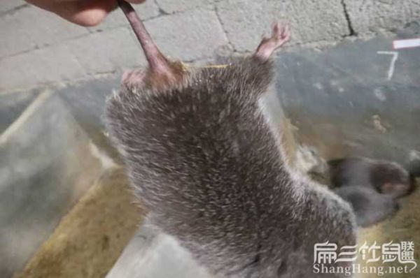 湖南银星c红颊竹鼠养殖