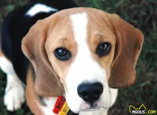 如何给狗狗取个好听的名字