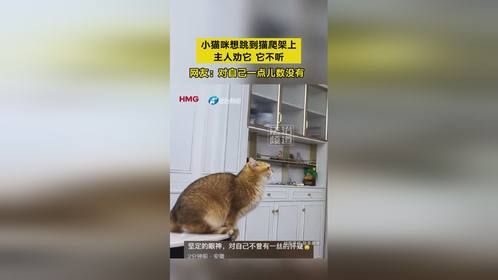 小猫咪想跳到猫爬架上 主人劝它 它不听 网友：对自己一点儿数没有（钧）