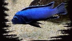 “热带鱼繁殖攻略：mc版，新手必看！”