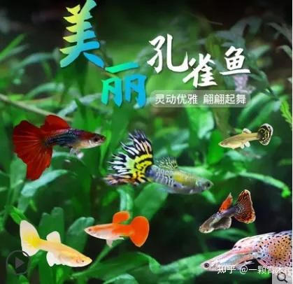 “热带鱼繁殖攻略：mc版，新手必看！”