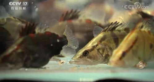 鞍山养鱼达人，热带鱼养殖半壁江山！