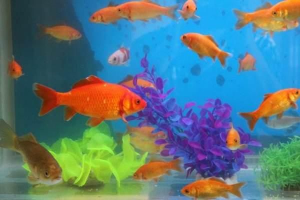 鞍山养鱼达人，热带鱼养殖半壁江山！