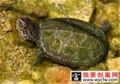 索若拉泥龟的饲养要点