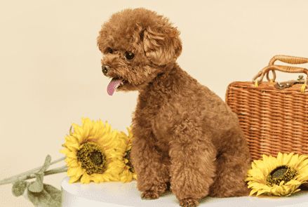 一个月的狗狗可以洗澡了吗