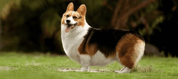 威尔斯柯基犬训练技巧有哪些