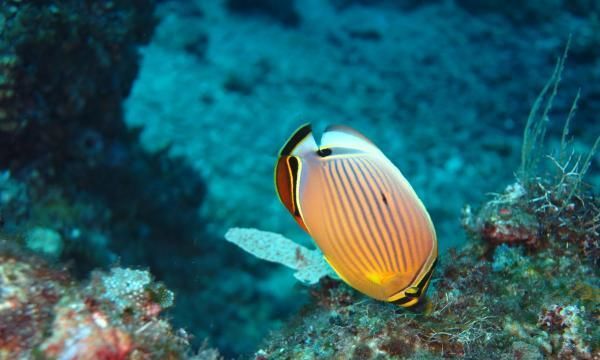 以四棘蝴蝶鱼为宠物的全面饲养指南（从选购到养护）