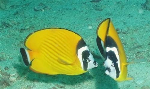 以四棘蝴蝶鱼为宠物的全面饲养指南（从选购到养护）