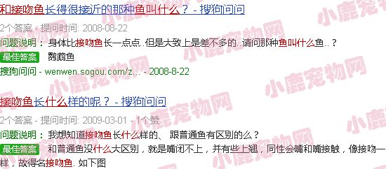 和接吻鱼很像的鱼叫什么