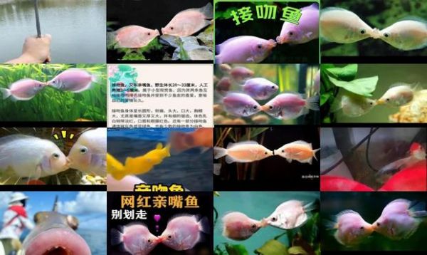 和接吻鱼很像的鱼叫什么
