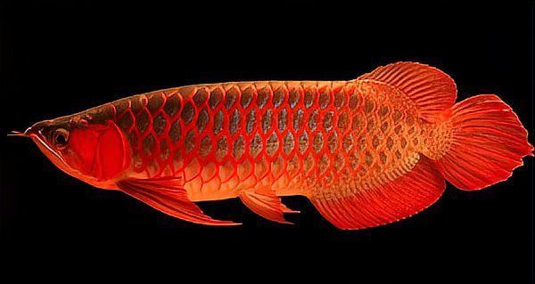 有没有其他受欢迎的红龙鱼品种？