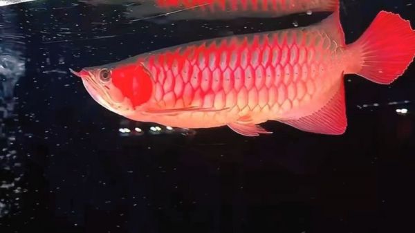 有没有其他受欢迎的红龙鱼品种？