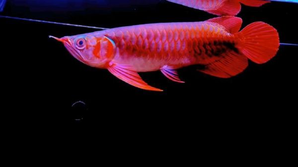 有没有其他受欢迎的红龙鱼品种？