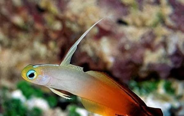 探秘宠物鱼的多样性（了解不同种类的宠物鱼及其特点）