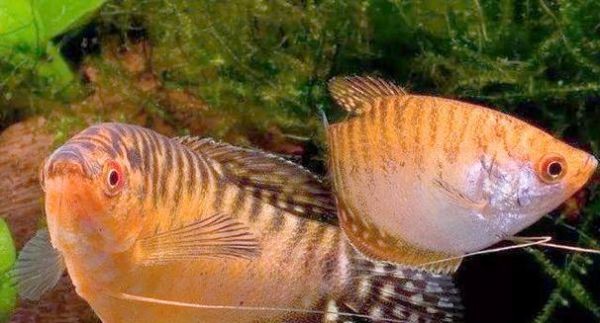 探秘宠物鱼的多样性（了解不同种类的宠物鱼及其特点）