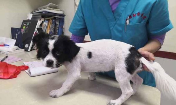 狗狗注射疫苗失败的原因及预防