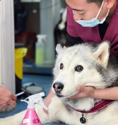狗狗注射疫苗失败的原因及预防