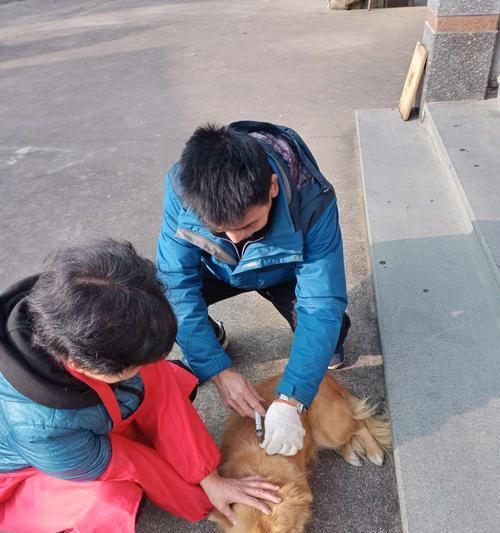 狗狗注射疫苗失败的原因及预防