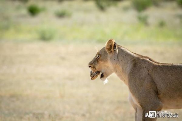 辟谣：养乌龟必须要晒背？不，春季晒背不当易使宠物龟生病或死亡