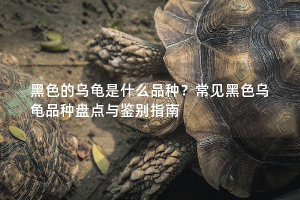 黑色的乌龟是什么品种?常见黑色乌龟品种盘点与鉴别指南