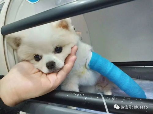 《宠物狗泪痕去除与饮食调养攻略》