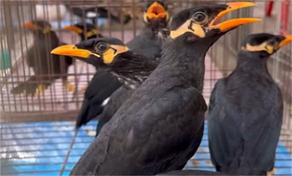 鹩哥怎么选聪明的？技巧掌握好，事半功倍！！