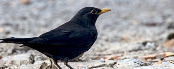 八哥拉白稀屎怎么办