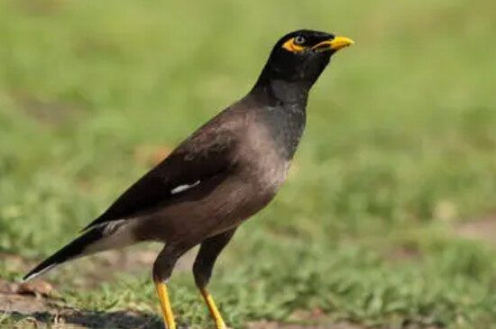 八哥拉白稀屎怎么办